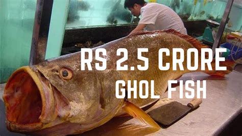 Ghol Fish Price